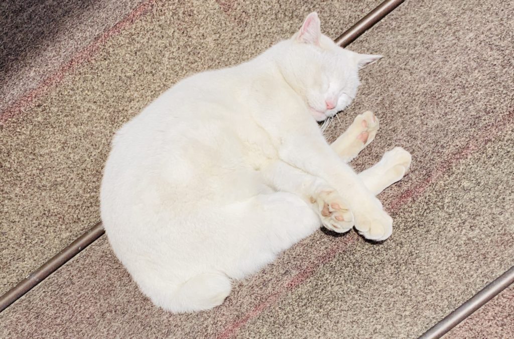 今戸神社の白猫ナミちゃん